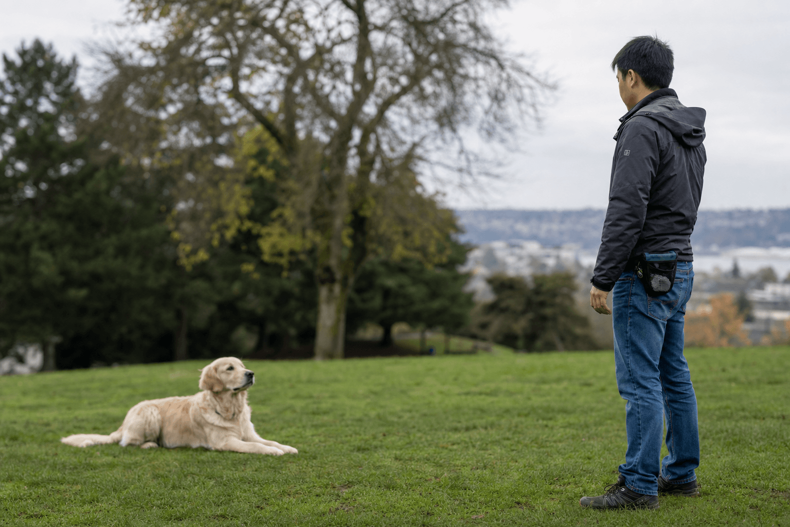 A trainer working with a dog on a down-stay in a Seattle park, the dog staying calm while the trainer steps away